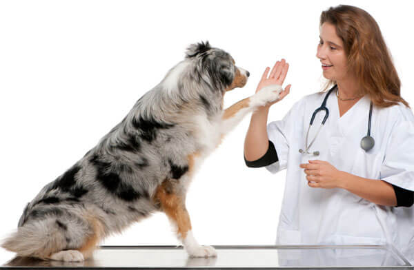Lean-Dierenarts